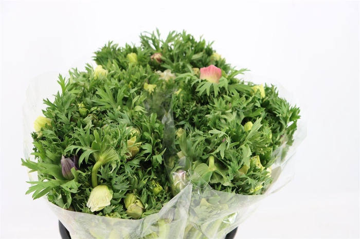 <h4>Anem Rainbow Happy</h4>