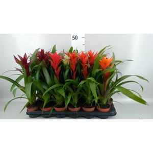 Guzmania   ...mix