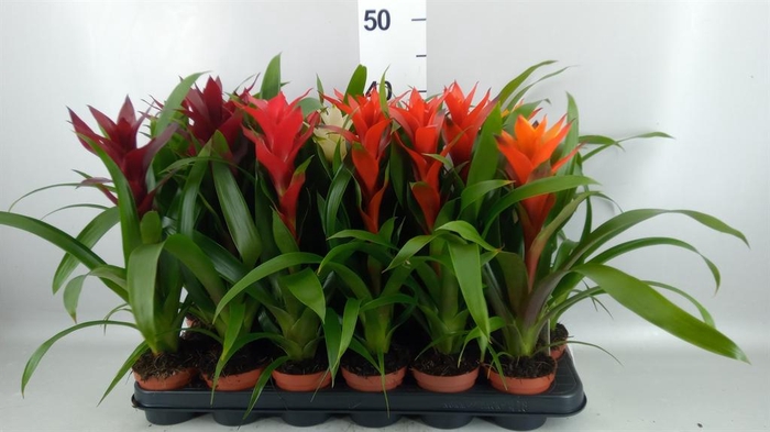 <h4>Guzmania ...mix</h4>