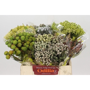 Kaaps Groen Mix in emmer