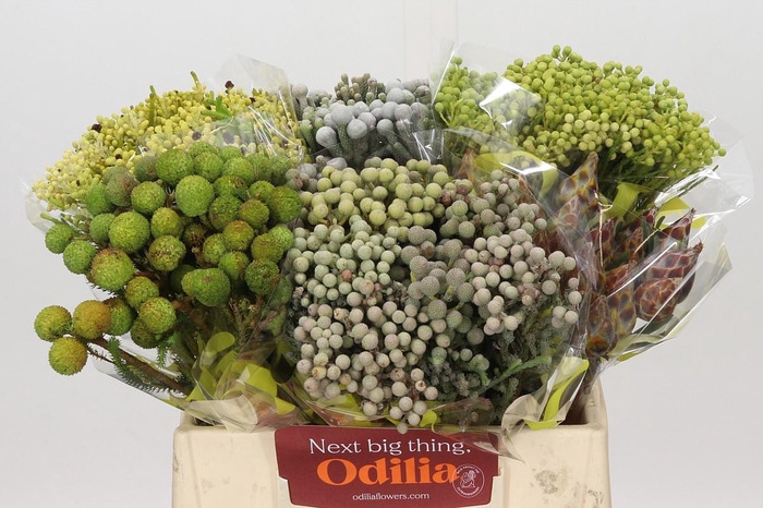 <h4>Kaaps Groen Mix in emmer</h4>
