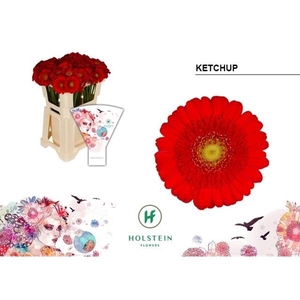 Ge Mi Ketchup - Holstein