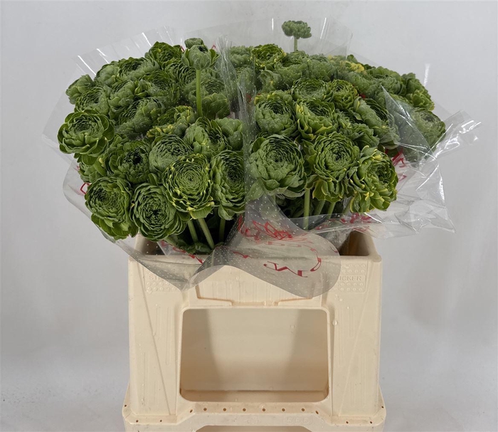 <h4>Ran Pon Peter Pan Ex</h4>