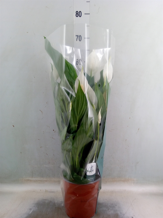 <h4>Spathiphyllum  'Bingo Cupido'</h4>