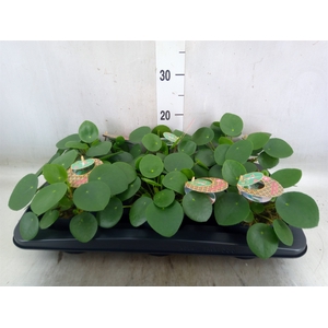 Pilea peperomoides