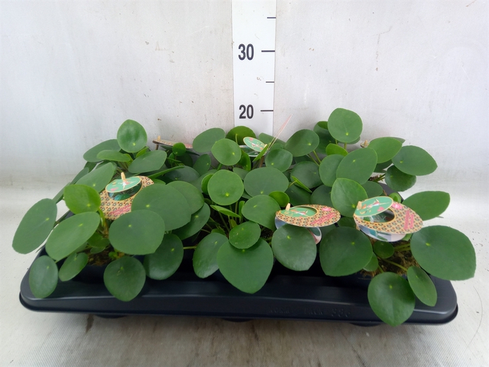 <h4>Pilea peperomoides</h4>