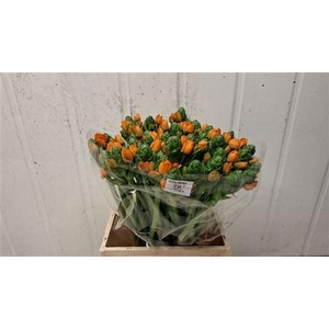 Ornit Db Royal Crown Orange Ex 55cm