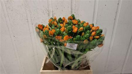 <h4>Ornit Db Royal Crown Orange Ex 55cm</h4>