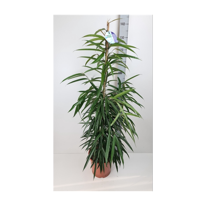 <h4>Ficus Alii</h4>