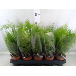 Asparagus dens. 'Sprengeri'