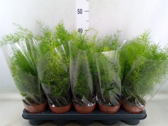 <h4>Asparagus dens. 'Sprengeri'</h4>