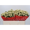 Hypericum Cool Romance