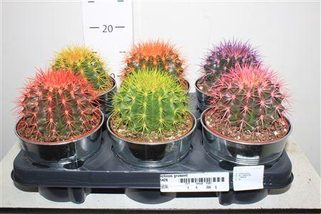 Echinoc Grusonii *** In Zink **