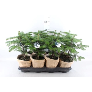 Abies nordman.