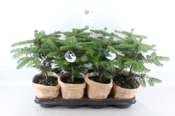 <h4>Abies nordman.</h4>