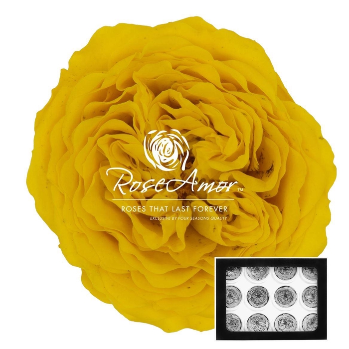 <h4>Amelia Yel02</h4>