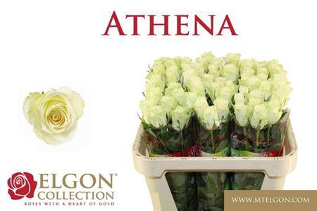 <h4>R Gr Athena Royale</h4>