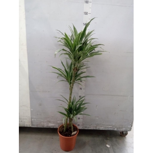 Dracaena fr de 'Warneckei'