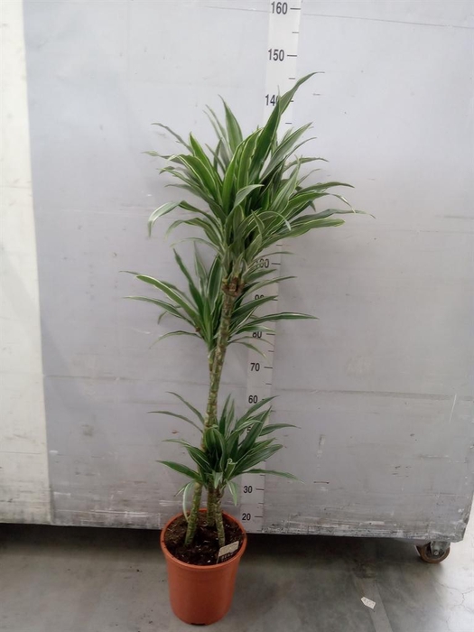 <h4>Dracaena fr de 'Warneckei'</h4>