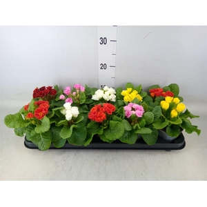 Primula ac.   ...mix