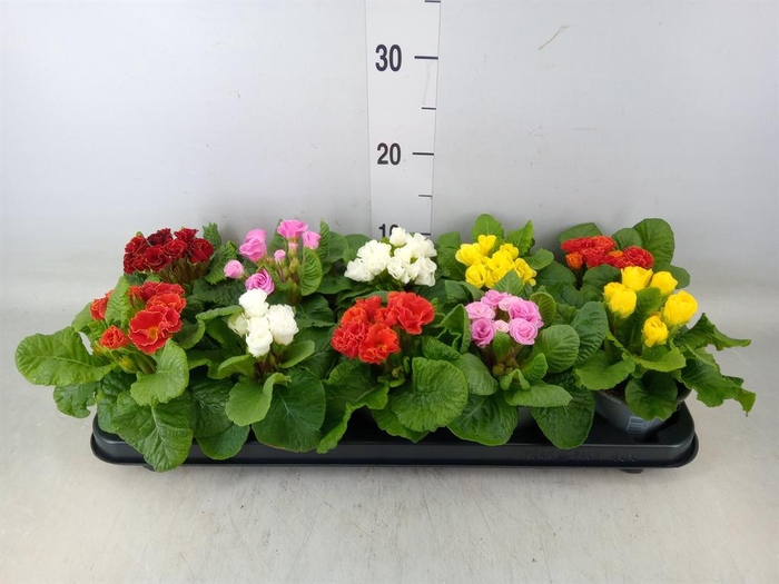 <h4>Primula ac.   ...mix</h4>