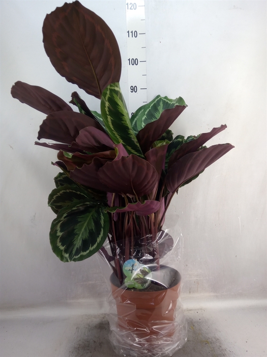 Calathea  'Medallion'