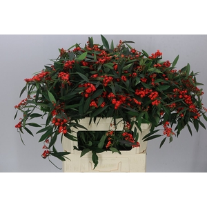 Euphorbia F T Red Surprise