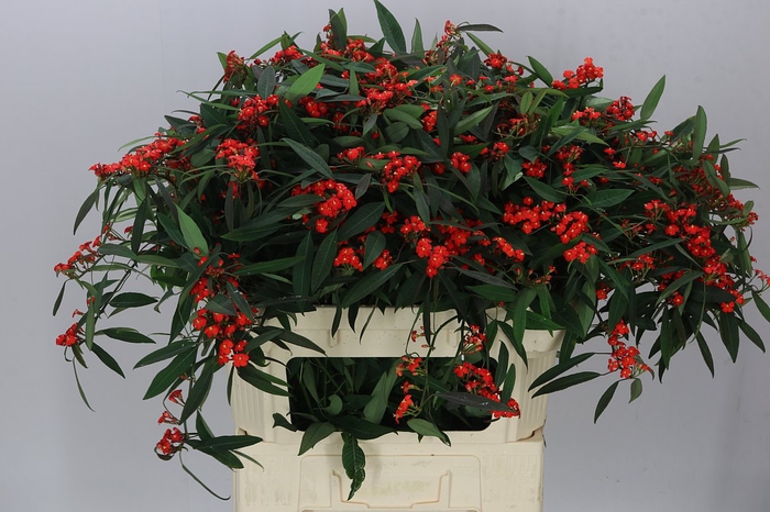 <h4>Euphorbia F T Red Surprise</h4>