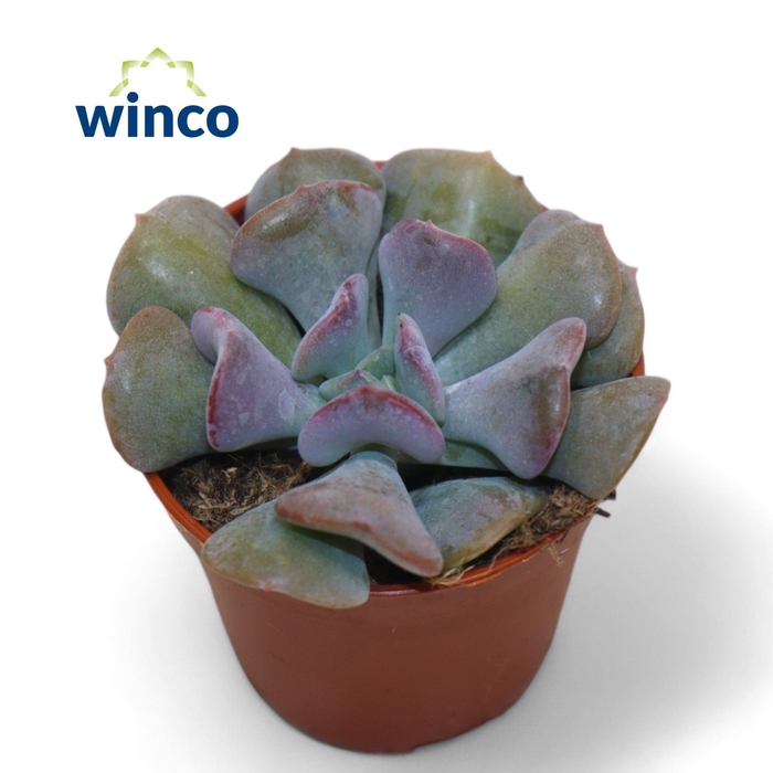 <h4>Echeveria Cubic Frost</h4>