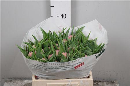 <h4>Tu Du Maitresse</h4>