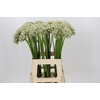 Allium Nigrum