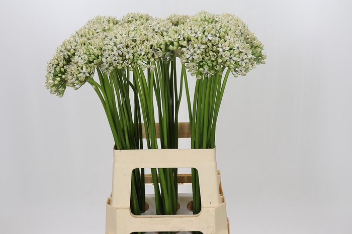 <h4>Allium Nigrum</h4>