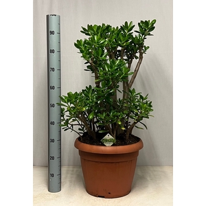 CRASS OVATA