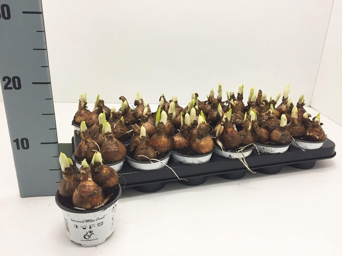 <h4>NARC D BRIDAL CROWN</h4>