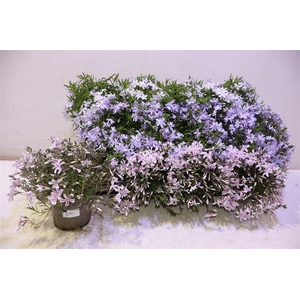 Phlox Subulata 3kl Mixtray