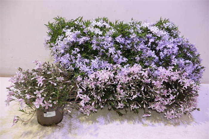 <h4>Phlox Subulata 3kl Mixtray</h4>