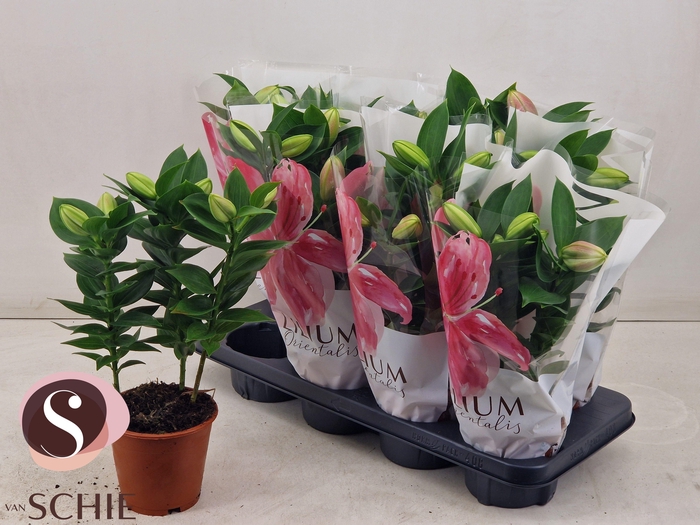 <h4>LIL OR SOUVENIR</h4>