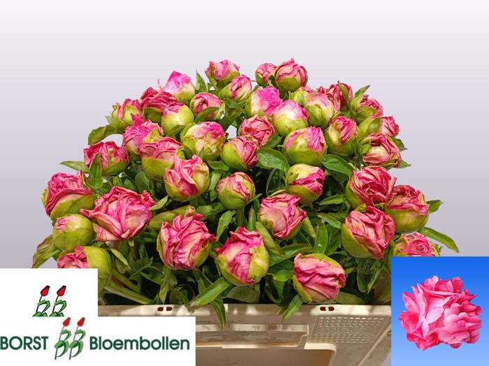 <h4>PAEO PINK CHOICE</h4>