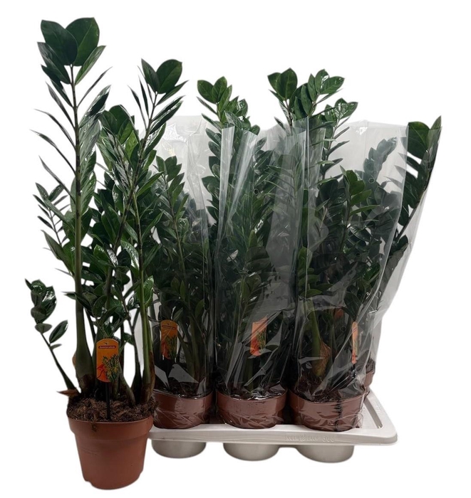 <h4>ZAMIO ZAMIIFOLIA</h4>