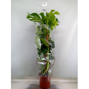 Monstera delic.