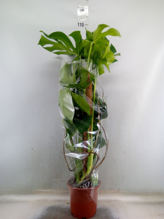 <h4>Monstera delic.</h4>