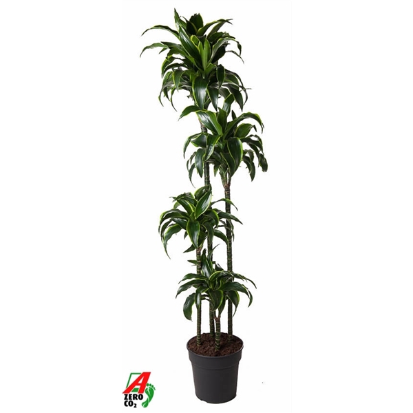<h4>Dracaena Dorado 120-90-60-30</h4>