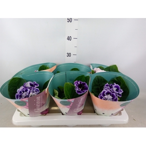Sinningia  'Brocade'   ...mix