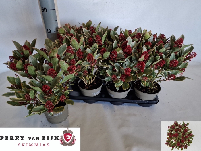 <h4>SKIM J PEROSA</h4>