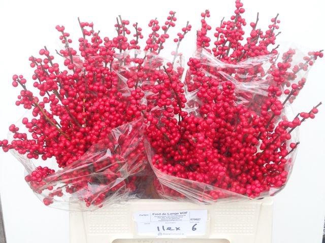 <h4>ILEX VE RODE BES</h4>