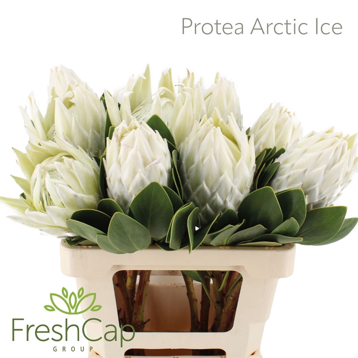 <h4>Protea Arctic Ice</h4>