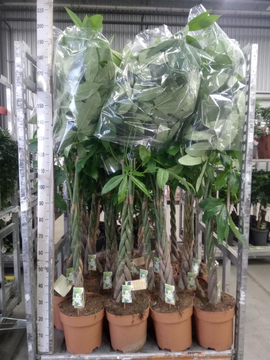 <h4>Pachira aquatica</h4>