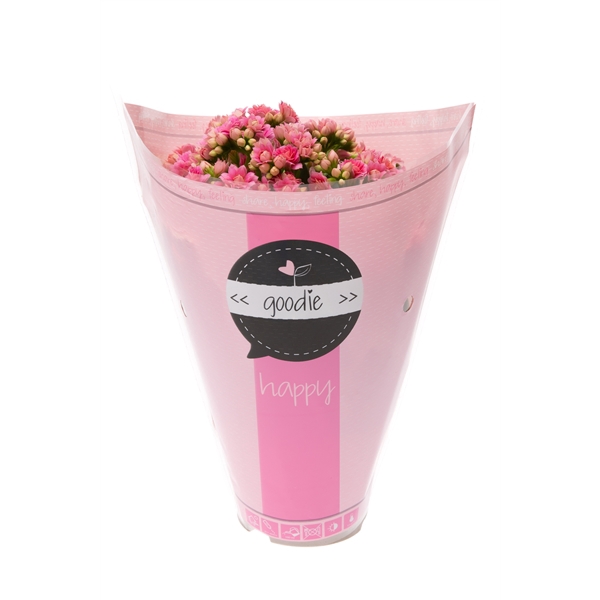 <h4>Kalanchoe gevuldbl. Rose Flowers Goodie Pink</h4>