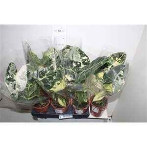 Alocasia Frydek Variegata In Blanco