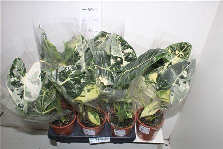 <h4>Alocasia Frydek Variegata In Blanco</h4>